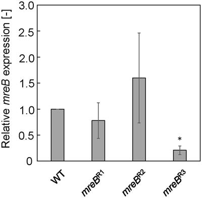 Budding and explosive membrane vesicle production by hypervesiculating Escherichia coli strain ΔrodZ